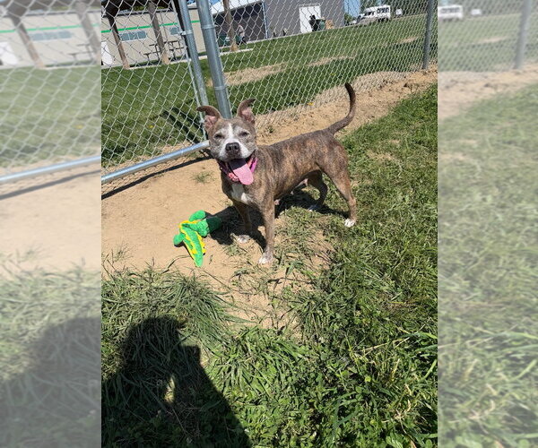 Medium Photo #4 American Staffordshire Terrier Puppy For Sale in Pierceton , IN, USA