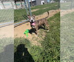 Small #3 American Staffordshire Terrier