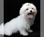 Small #7 Maltese