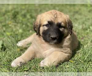 Anatolian Shepherd-Saint Bernard Mix Puppy for sale in PUTNAM STATION, NY, USA
