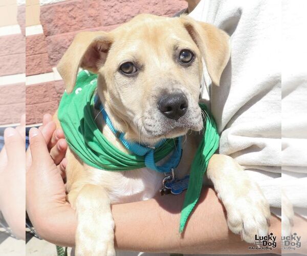 Medium Photo #5 Labrador Retriever-Unknown Mix Puppy For Sale in Washington, DC, USA