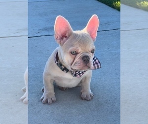 French Bulldog Puppy for sale in HOMESTEAD, FL, USA