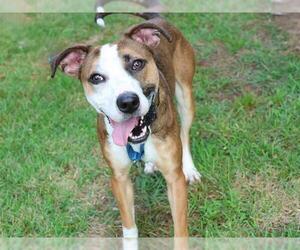 American Staffordshire Terrier-Unknown Mix Dogs for adoption in Tallahassee, FL, USA