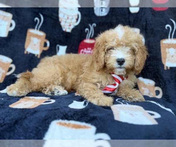Medium Photo #7 Cavapoo (Miniature) Puppy For Sale in LAKELAND, FL, USA
