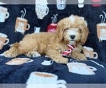 Milo - Male Cavapoo (Miniature) Puppy for Sale - Photo #7