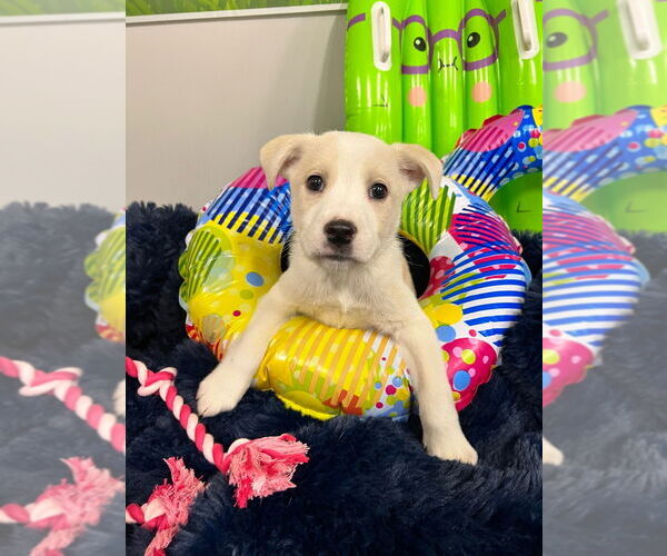 Medium Photo #3 American Staffordshire Terrier-Labrador Retriever Mix Puppy For Sale in Pierceton , IN, USA