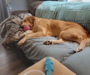 Golden Retriever Puppy for sale in SAGINAW, MI, USA