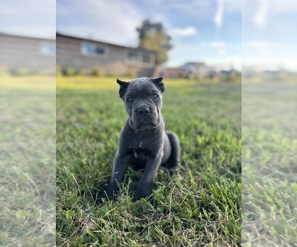Medium Photo #1 Cane Corso Puppy For Sale in CLARKRANGE, TN, USA