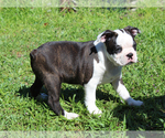 Small #9 Boston Terrier