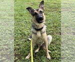 Small #2 German Shepherd Dog