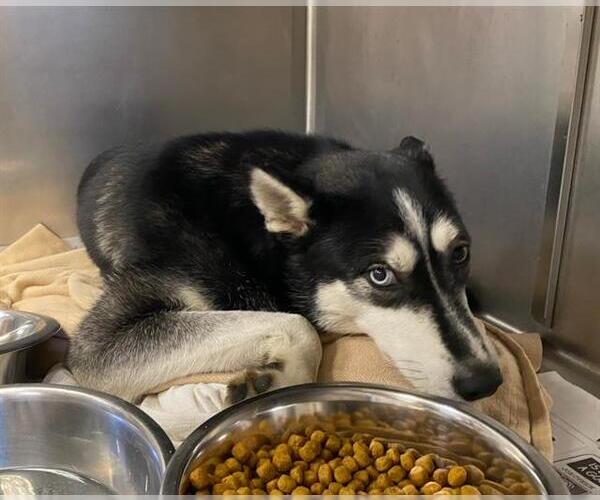 Medium Photo #1 Siberian Husky Puppy For Sale in San Antonio, TX, USA