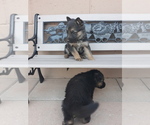 Small Photo #4 German Shepherd Dog Puppy For Sale in ALBUQUERQUE, NM, USA