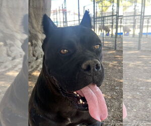 Mutt Dogs for adoption in Goodyear, AZ, USA