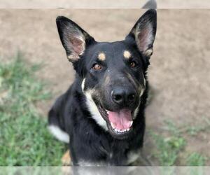 German Shepherd Dog Dogs for adoption in Riverside, CA, USA