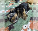 Small Photo #28 Yorkshire Terrier Puppy For Sale in RHOADESVILLE, VA, USA