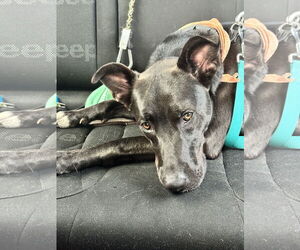 Mavi Lizman - Female Mutt Dog for Adoption - Photo #23