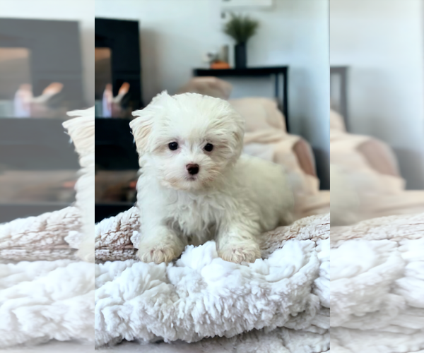 Medium Photo #5 Maltese Puppy For Sale in McKinney, TX, USA