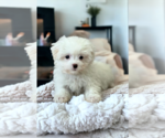 Small #4 Maltese