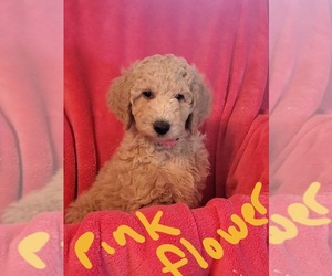 Poodle (Standard) Puppy for sale in EPHRATA, WA, USA