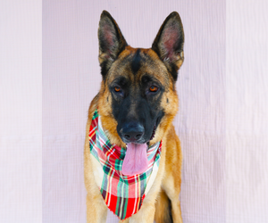 German Shepherd Dog Dogs for adoption in Pasadena, CA, USA