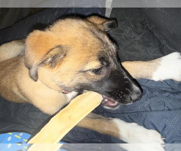 Medium Photo #2 German Shepherd Dog-Unknown Mix Puppy For Sale in Incline Village, NV, USA