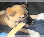 Small #1 German Shepherd Dog Mix