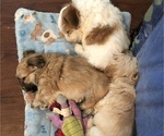 Small Photo #17 Coton de Tulear Puppy For Sale in YELM, WA, USA
