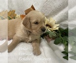 Puppy Belle Golden Retriever