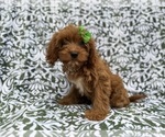 Small #1 Cavapoo (Miniature)