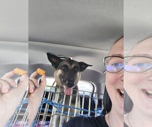 Daisy - Female German Shepherd Dog Dog for Adoption - Photo #6