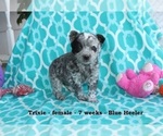 Small Photo #1 Texas Heeler Puppy For Sale in CLARKRANGE, TN, USA