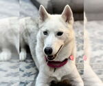 Small #1 Siberian Husky