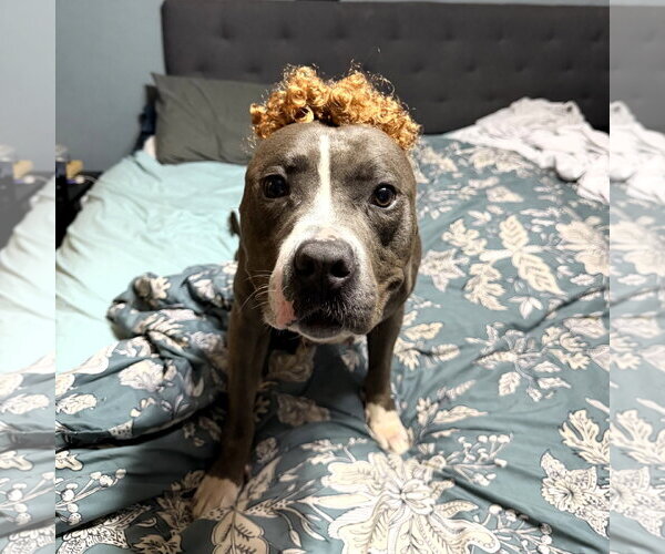 Medium Photo #3 Mutt Puppy For Sale in Fargo, ND, USA