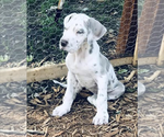 Small Photo #2 Great Dane Puppy For Sale in LAFAYETTE, IN, USA