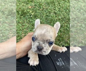 French Bulldog Puppy for Sale in INMAN, South Carolina USA