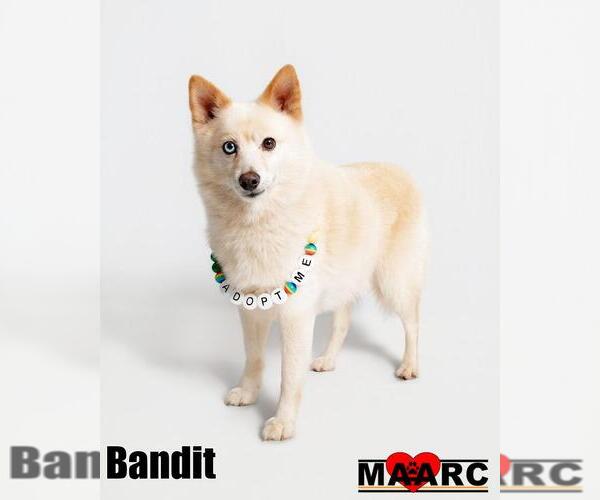Medium Photo #4 Pomsky Puppy For Sale in Maryville, TN, USA