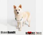 Small #3 Pomsky