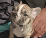 Small Photo #8 French Bulldog Puppy For Sale in DENVER, CO, USA