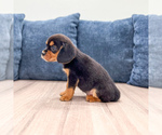 Small #2 Beaglier
