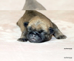 Small #16 Pug