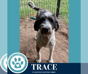 Mutt Dogs for adoption in Kimberton, PA, USA