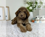 Small #3 Labradoodle