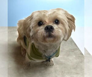 Brussels Griffon-Unknown Mix Dogs for adoption in Plymouth, MN, USA