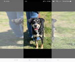 Small #4 Labrador Retriever Mix