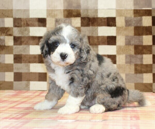 Medium Photo #5 Bernedoodle (Miniature) Puppy For Sale in DENVER, PA, USA