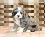 Small #4 Bernedoodle (Miniature)
