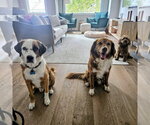 Small Photo #3 Mutt Puppy For Sale in Rockaway, NJ, USA