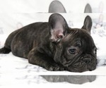 Small Photo #2 French Bulldog Puppy For Sale in BURBANK, CA, USA