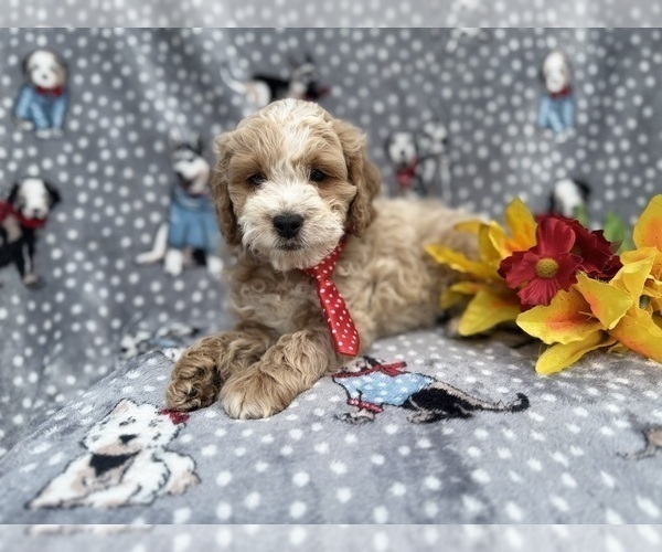 Medium Photo #3 Cock-A-Poo Puppy For Sale in LAKELAND, FL, USA