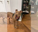 Small #3 American Pit Bull Terrier Mix